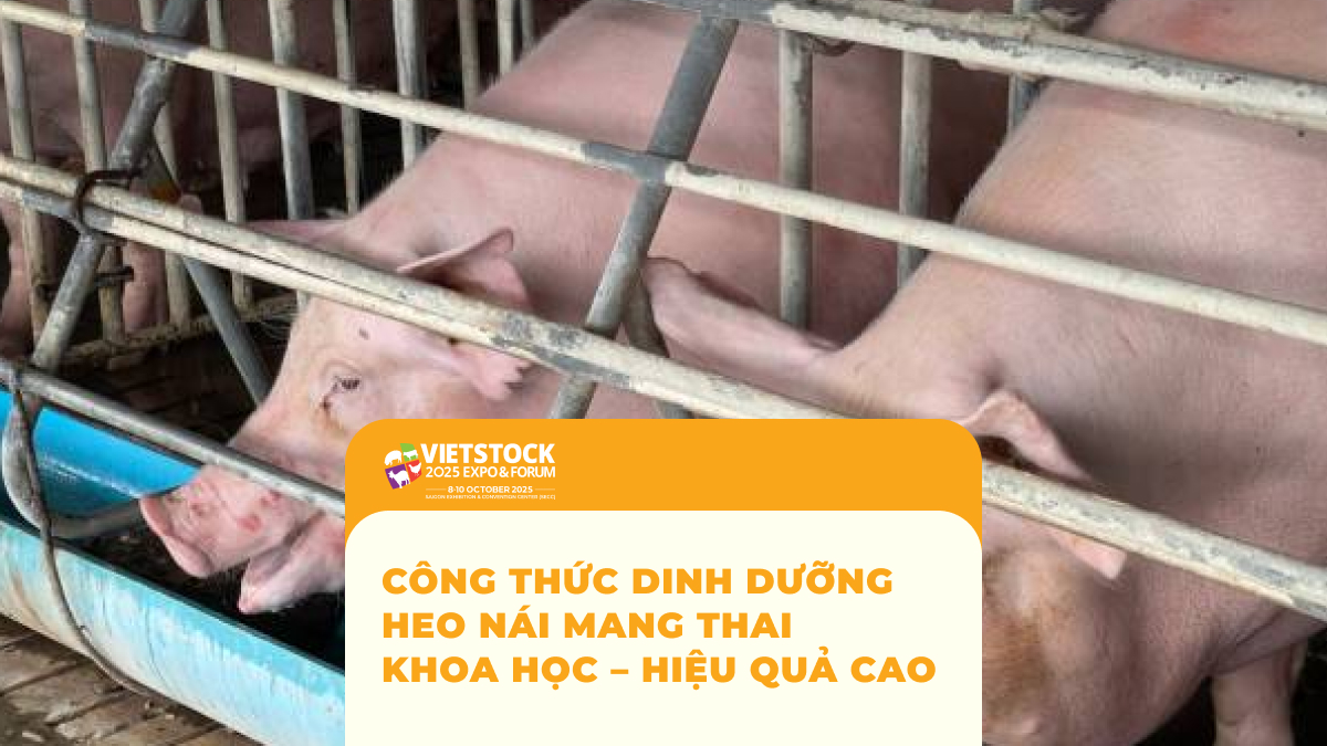 Công Thức Dinh Dưỡng Nái Thai Khoa học – hiệu quả cao