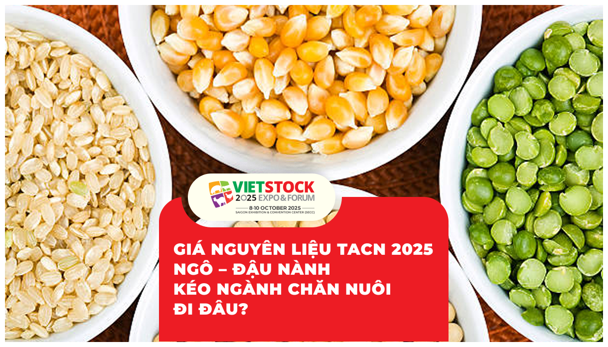 Giá Ngô – Đậu Nành Ảnh Hưởng Thế Nào Đến Ngành Chăn Nuôi Việt Nam? 