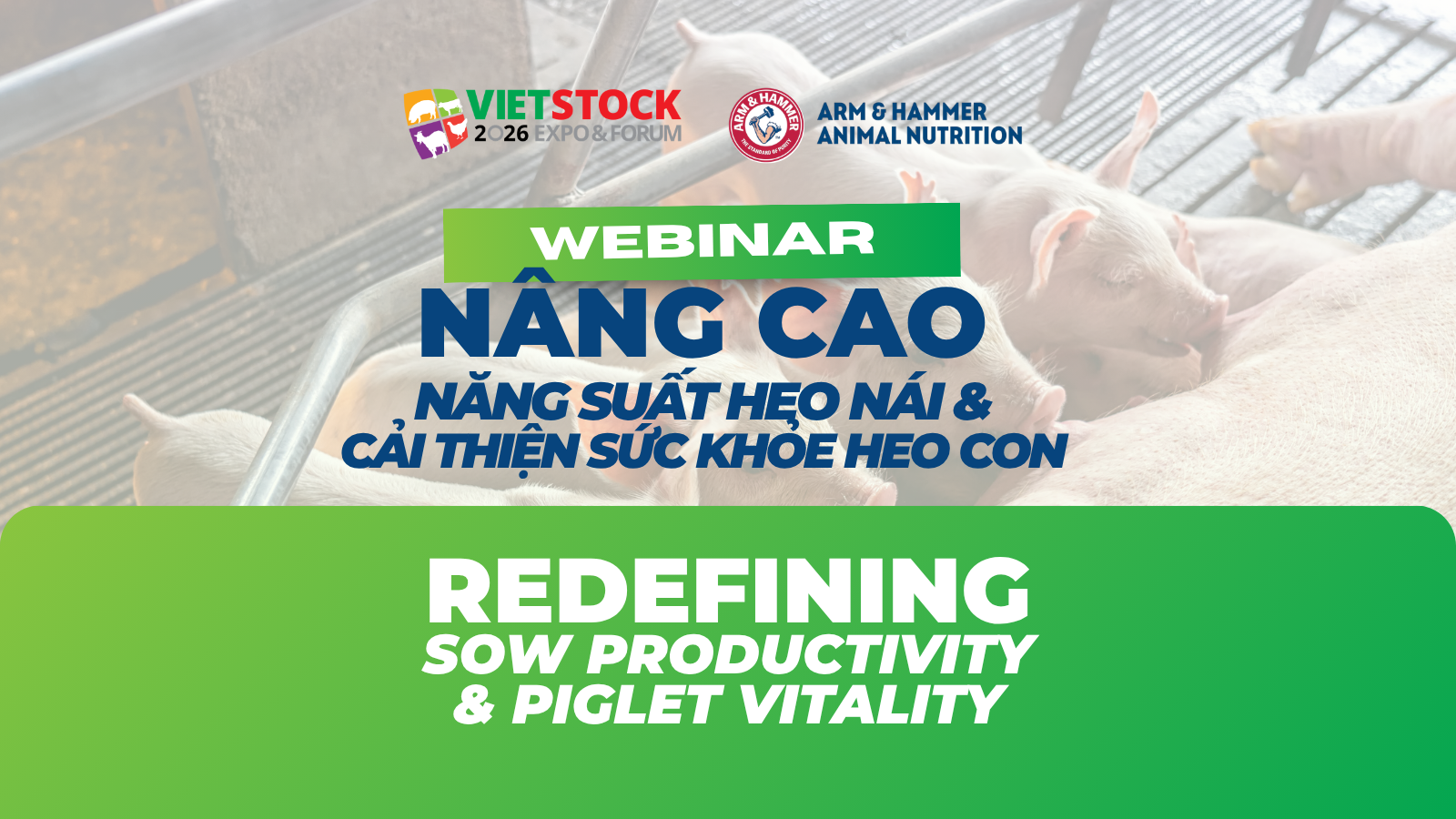 WEBINAR: Redefining Sow Productivity And Piglet Vitality – Join Now!