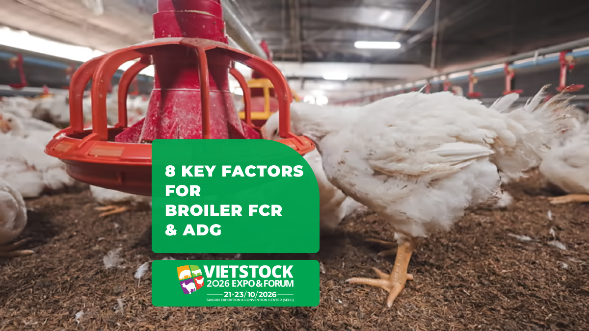 Broiler FCR 1.6 and ADG 70g: How to Achieve It