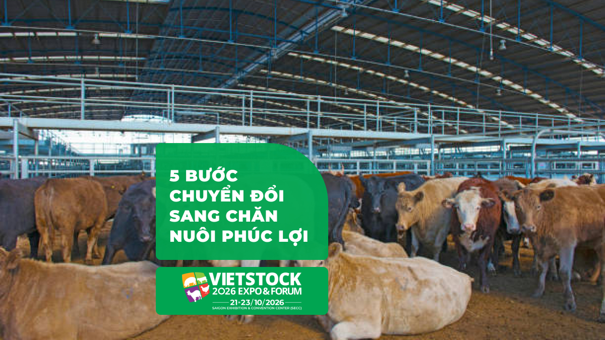 Chăn nuôi phúc lợi cao: Tăng doanh thu nhờ welfare label