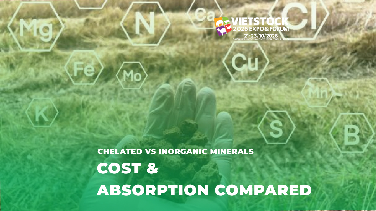 Chelated vs Inorganic Minerals: When Are They Worth It?