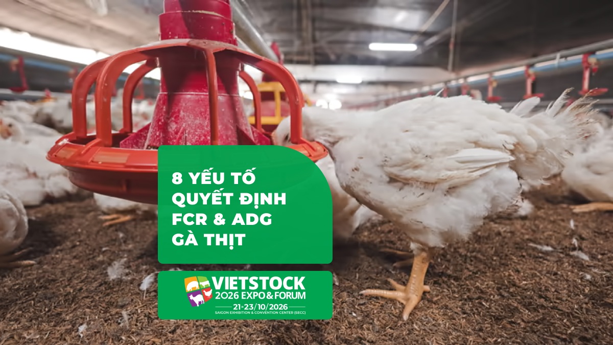 FCR 1.6 và ADG 70g Cho Gà Thịt: 8 Yếu Tố Quyết Định