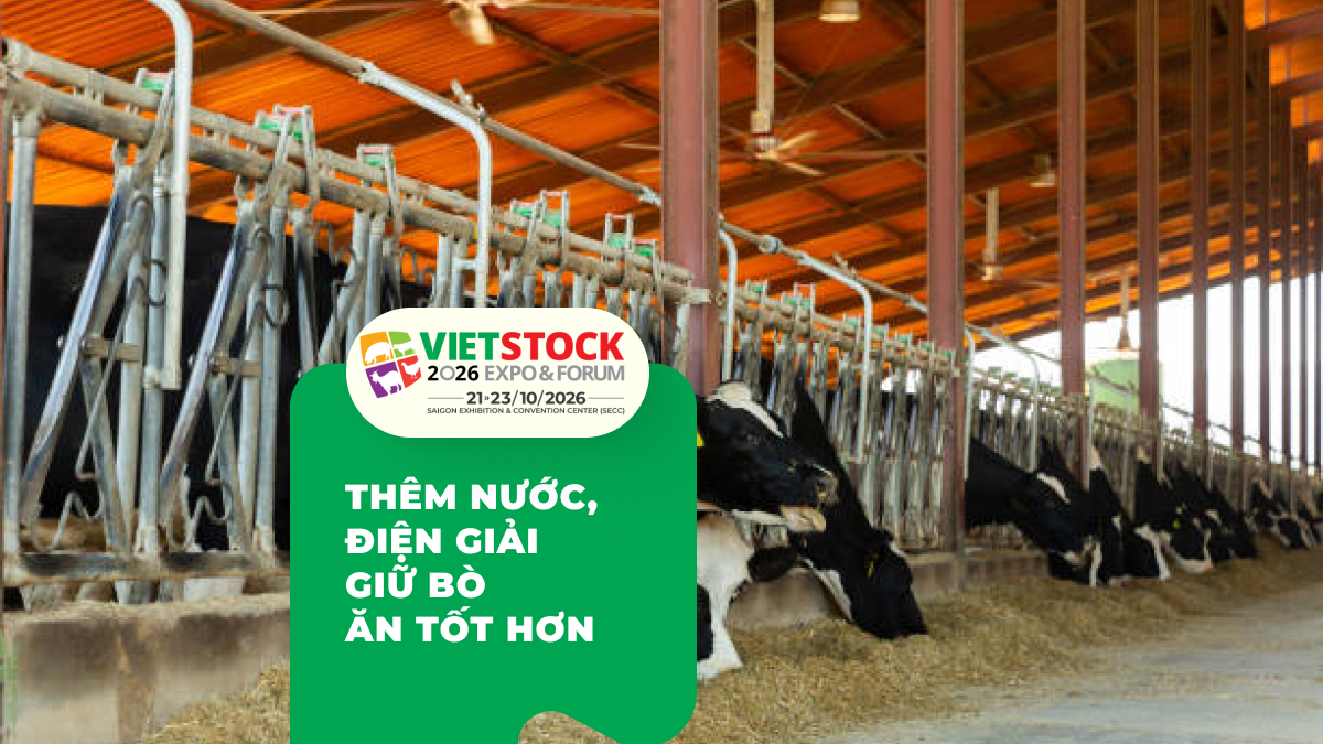 Dinh dưỡng chống stress nhiệt cho bò sữa mùa hè
