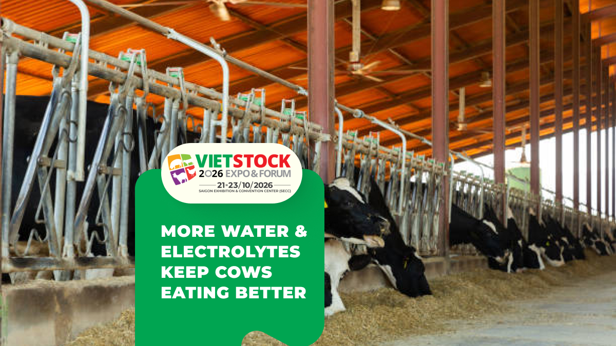 Heat-Stress Nutrition for Dairy Cows: Summer Ration Tips