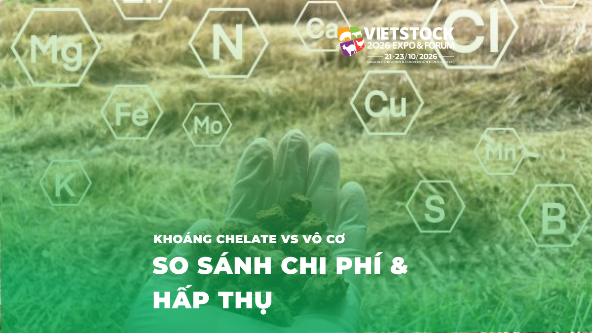 Khoáng Chelate vs Khoáng Vô Cơ: Khi Nào Nên Dùng?
