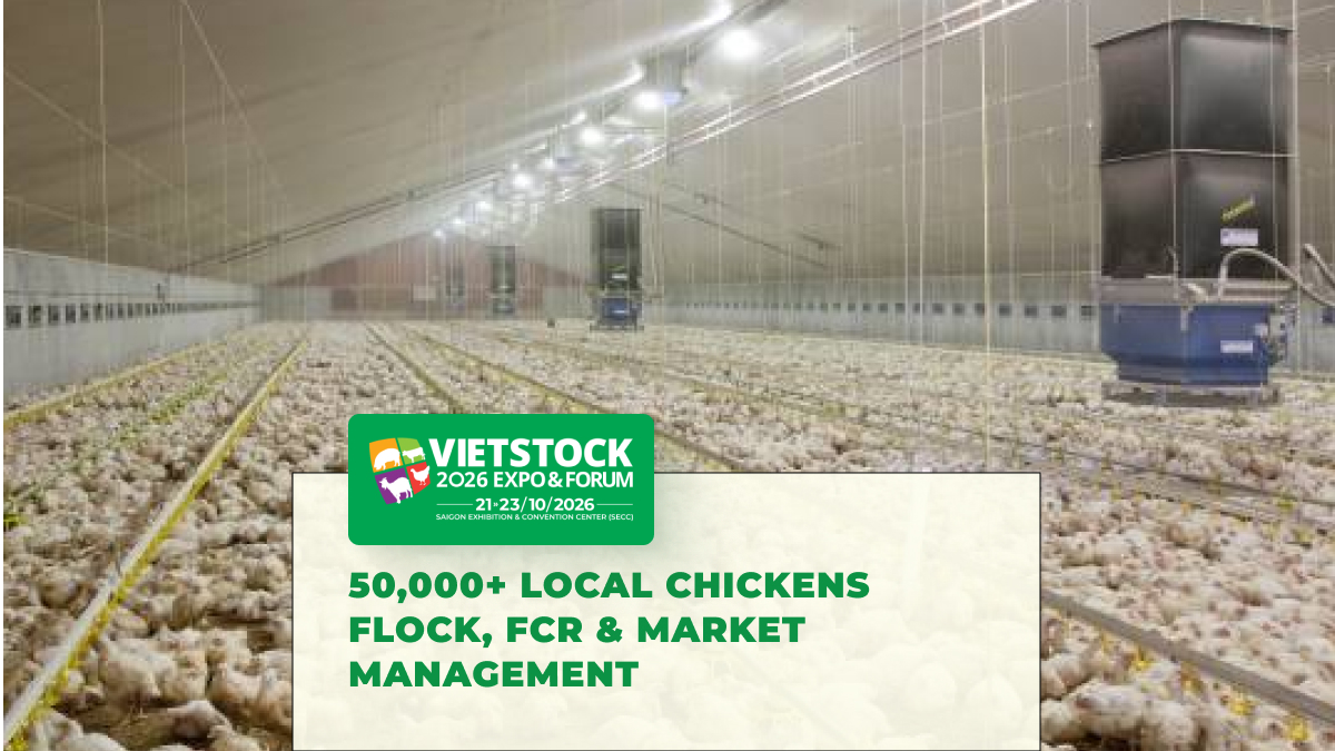 Commercial Native Chicken Farming: Managing 50,000+ Birds