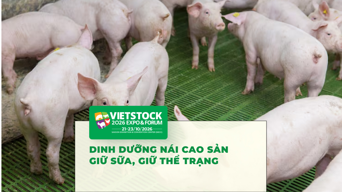 Dinh dưỡng lợn nái hyperprolific: Tăng sữa và phục hồi thể trạng