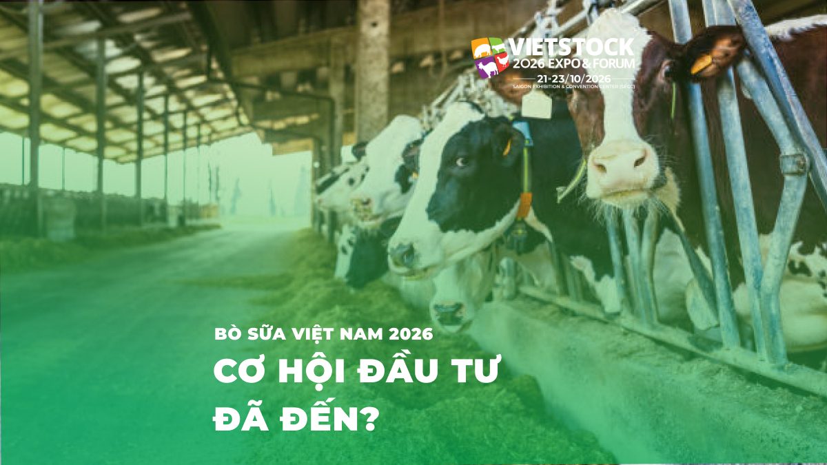 Ngành Bò Sữa Việt Nam 2026: Tự Túc Sữa Tươi & Cơ Hội Đầu Tư