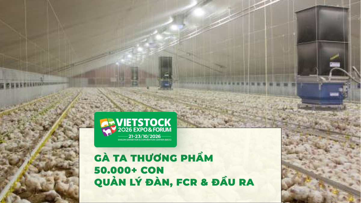 Nuôi Gà Ta Thương Phẩm 50.000 Con: Cách Quản Lý Hiệu Quả