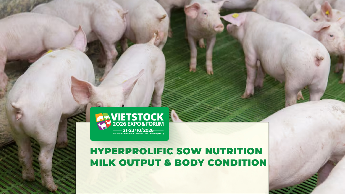 Hyperprolific Sow Nutrition: Milk Production and Recovery