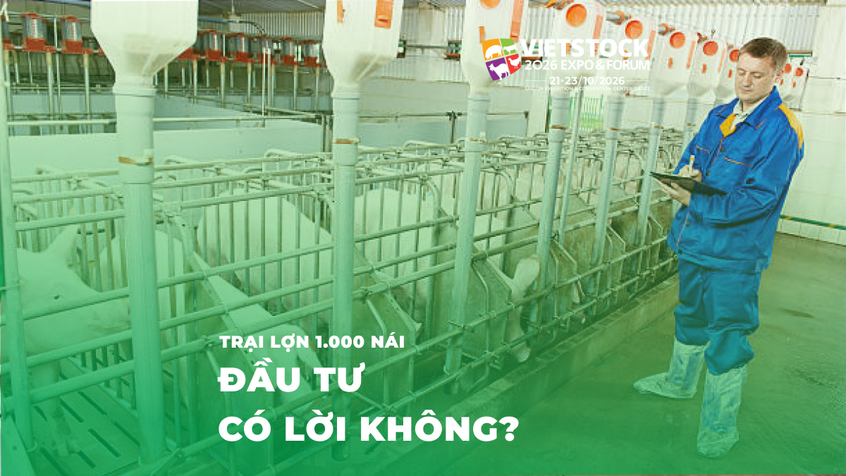 Phân Tích Tài Chính Trang Trại Lợn 1.000 Nái: DCF, IRR