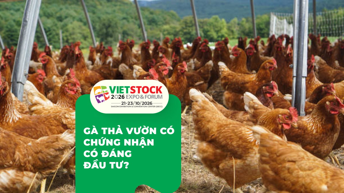 Chứng Nhận Gà Thả Vườn & Organic: Điều Kiện, Chi Phí
