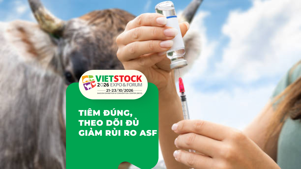 Vaccine ASF nội địa: Hiệu quả, giới hạn và cách sử dụng đúng