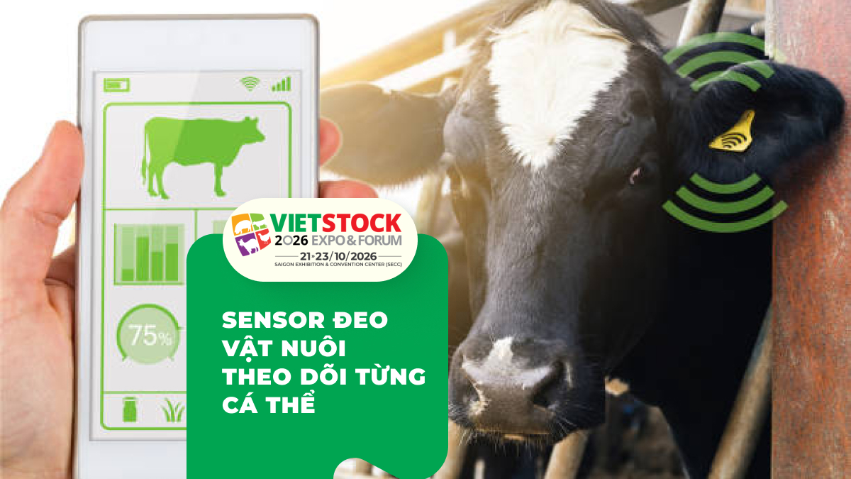 Wearable Sensor Lợn Bò: Theo Dõi Sức Khỏe Từng Cá Thể