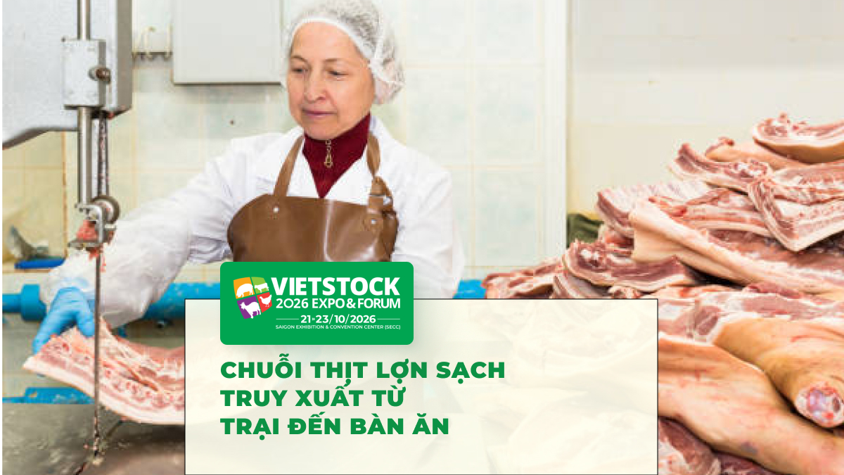 Chuỗi Thịt Lợn Không Kháng Sinh Từ Trang Trại Đến Siêu Thị