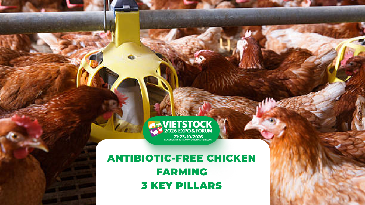 Antibiotic-Free Chicken Farming in 2026: Biosecurity, Probiotics, and Supportive Solutions