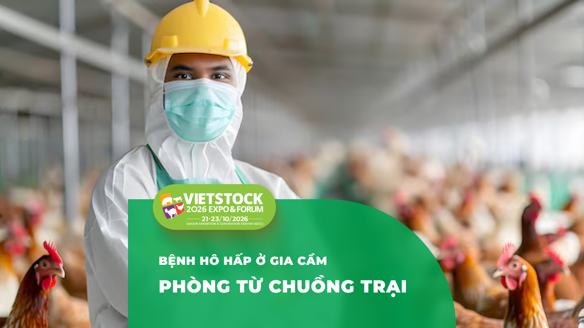 Cách Phòng Bệnh Viêm Phổi Ở Gia Cầm: Nguyên Nhân, Dấu Hiệu và Biện Pháp Chuồng Trại