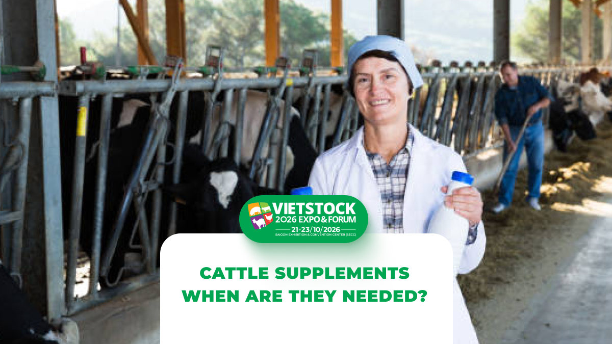Cattle Nutritional Supplements: When to Supplement Vitamins, Minerals, and Digestive Enzymes