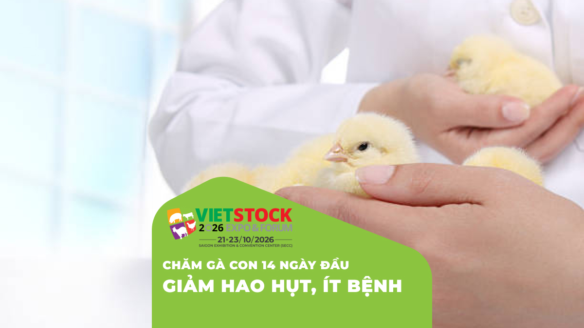 Cách Phòng Bệnh Cho Gà Con Mới Nở Trong 2 Tuần Đầu