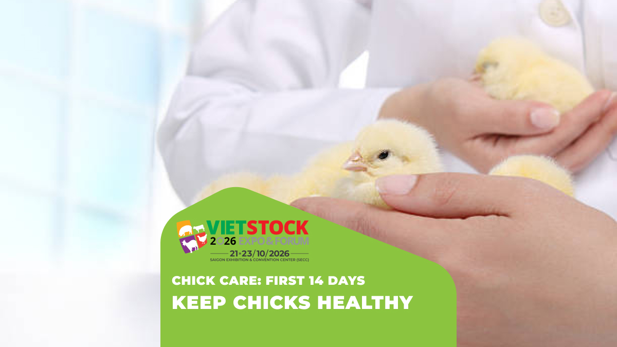 Disease Prevention for Newly Hatched Chicks During the First 2 Weeks