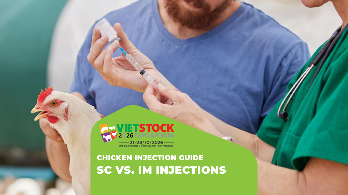 Medicine and Vaccine Injection Sites in Chickens: Subcutaneous Injection, Intramuscular Injection, and Technical Notes