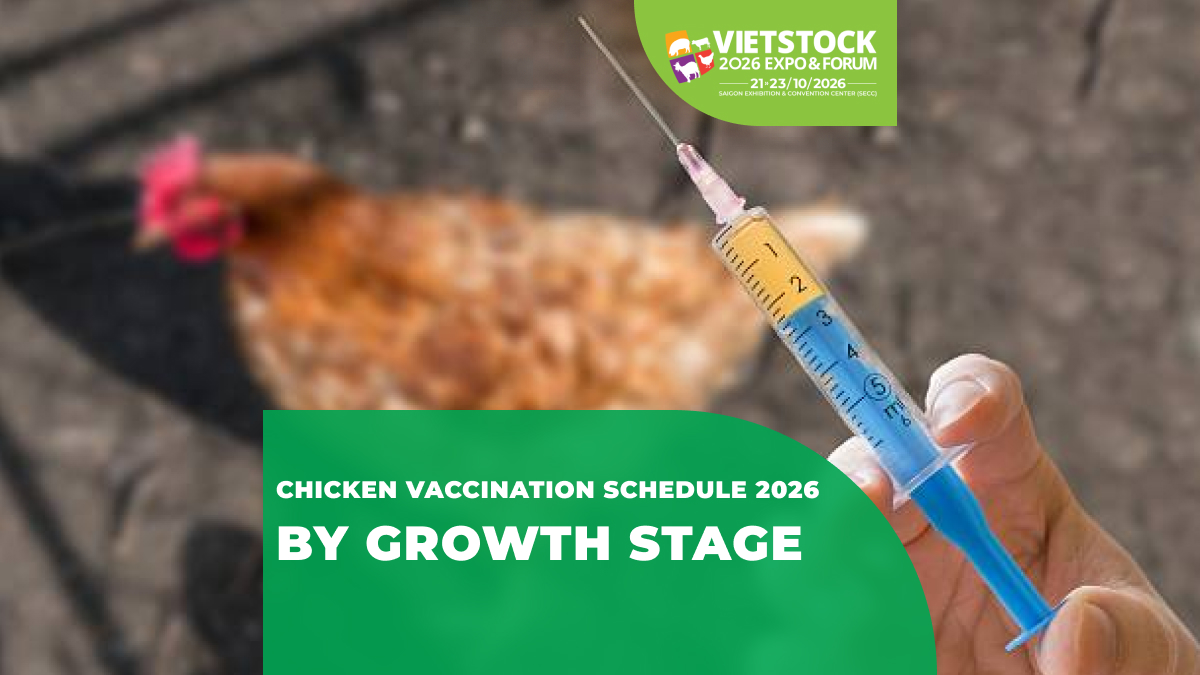 Chicken Vaccination Schedule 2026: Reference Vaccination Milestones From Chicks to Market Age and Pre-Lay