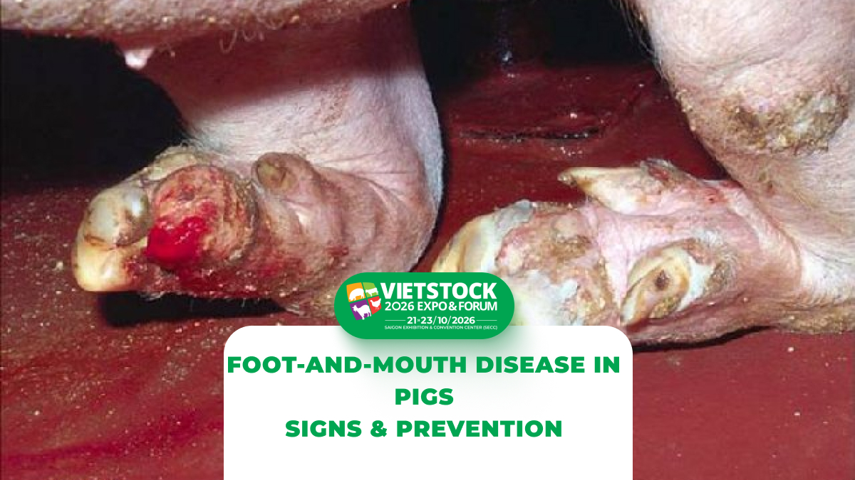 Foot-and-Mouth Disease in Pigs in 2026: Signs, Transmission Routes, and Prevention Measures