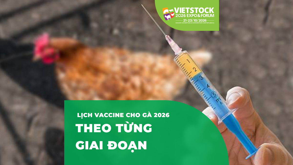 Lịch Vaccine Cho Gà 2026: Mốc Tiêm Phòng Tham Khảo Từ Gà Con Đến Xuất Chuồng