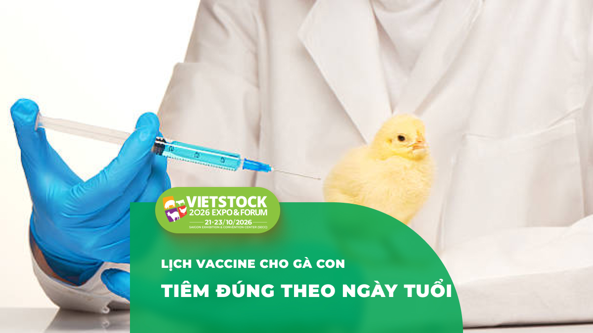 Hướng Dẫn Tiêm Phòng Cho Gà Con 2026: Lịch Vaccine Tham Khảo và Các Giai Đoạn Cần Lưu Ý