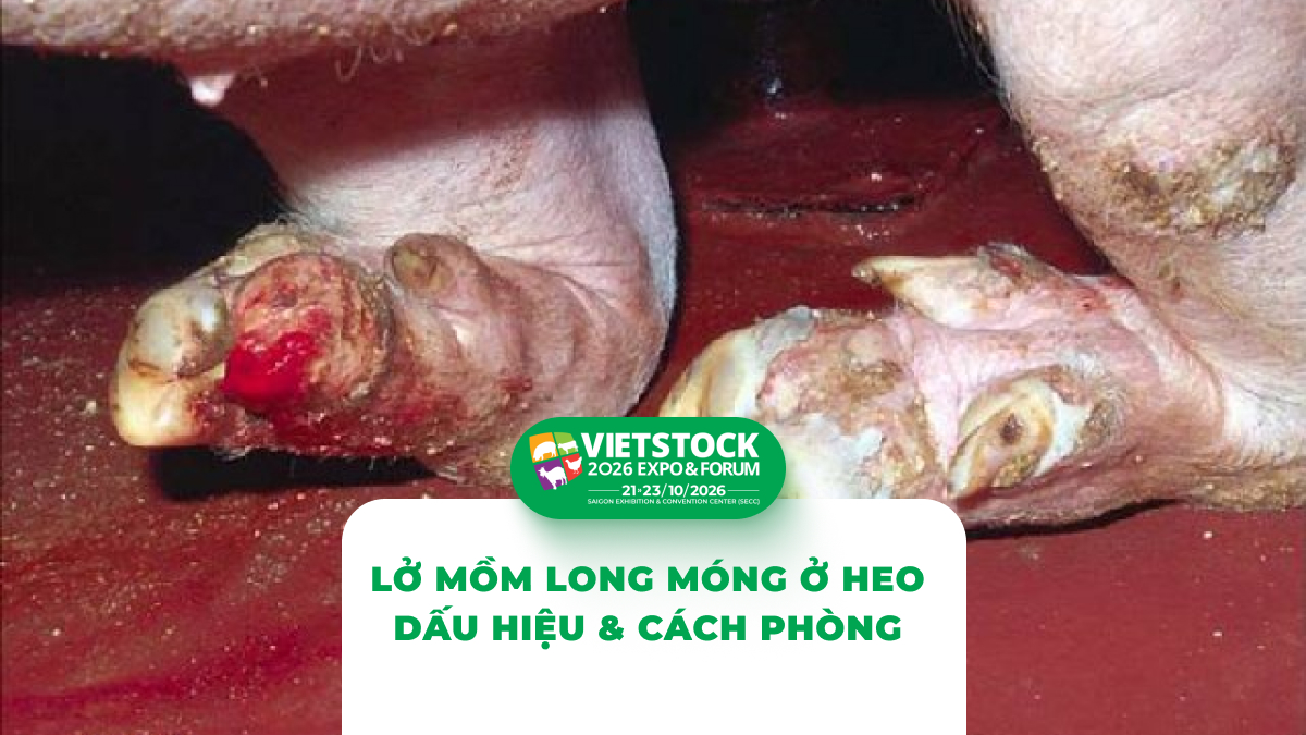 Bệnh Lở Mồm Long Móng 2026: Dấu Hiệu Ở Heo, Đường Lây và Biện Pháp Phòng Ngừa