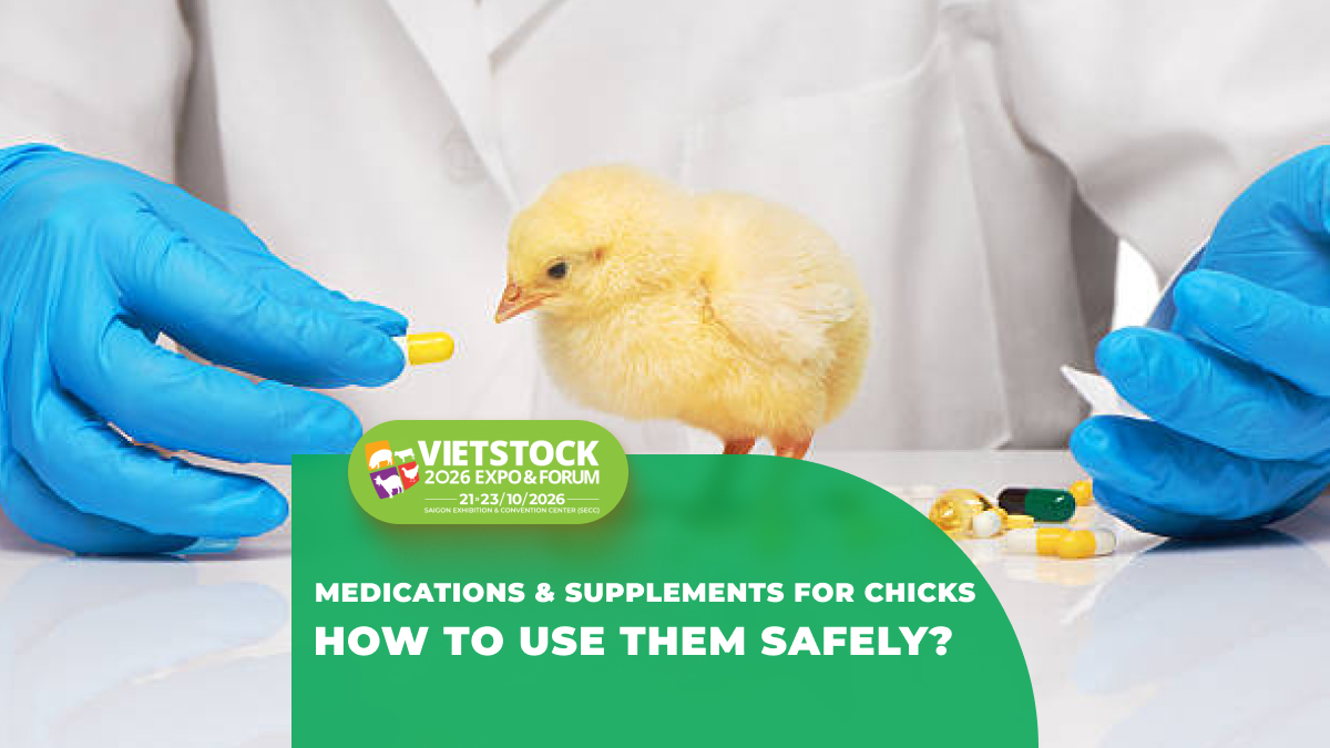 Medicines and Disease-Prevention Products for Newly Hatched Chicks: Safety Notes During the Brooding Stage