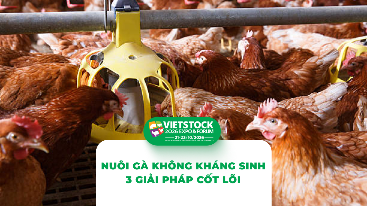 Nuôi Gà Không Dùng Thuốc Kháng Sinh 2026: An Toàn Sinh Học, Probiotic và Giải Pháp Hỗ Trợ
