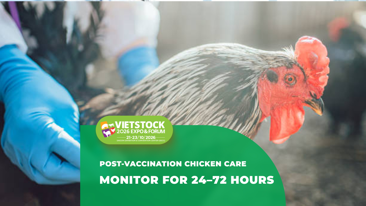 Post-Vaccination Care for Chickens: Common Reactions and Safe Monitoring Guidelines