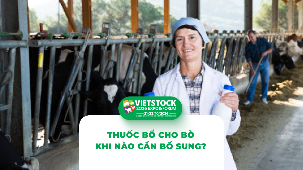 Thuốc Bổ Cho Bò: Khi Nào Cần Bổ Sung Vitamin, Khoáng Chất và Men Tiêu Hóa