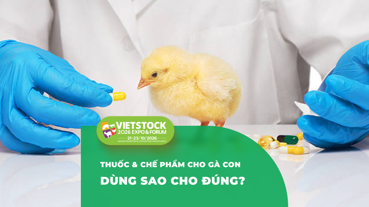 Thuốc Phòng Bệnh Cho Gà Con Mới Nở Và Chế Phẩm Hỗ Trợ: Lưu Ý An Toàn Trong Giai Đoạn Úm