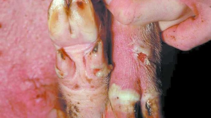 Cận cảnh vùng chẽ móng của heo có tổn thương dạng mụn nước và loét