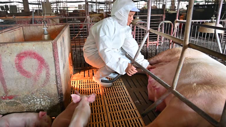 Nhân viên mặc đồ bảo hộ kiểm tra sức khỏe đàn heo trong chuồng nuôi