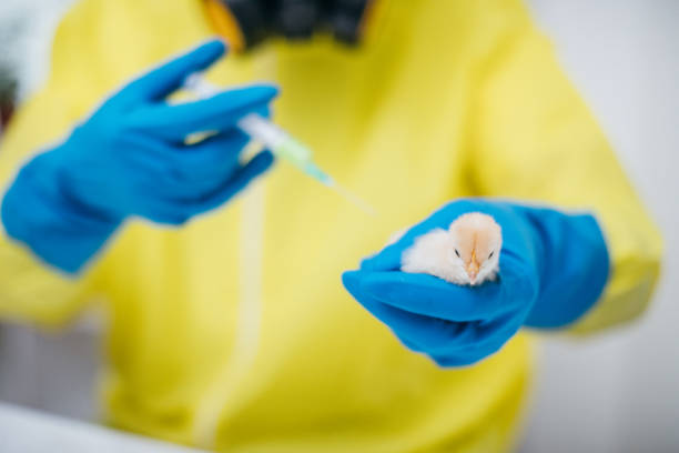 Veterinary worker preparing a vaccine while holding a young chick