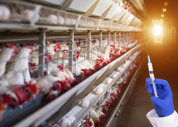Layer chickens in an industrial poultry house with a vaccine syringe in the foreground