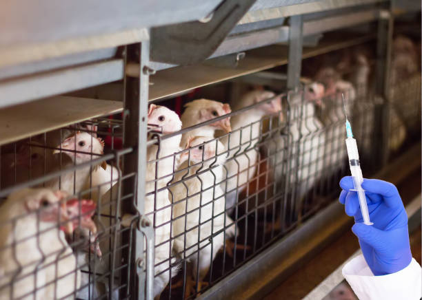 Industrial broiler chickens in a poultry house with a veterinary worker holding a vaccine syringe