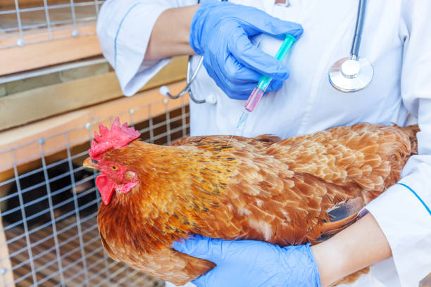 A veterinarian holding a chicken and preparing to administer a vaccine injection