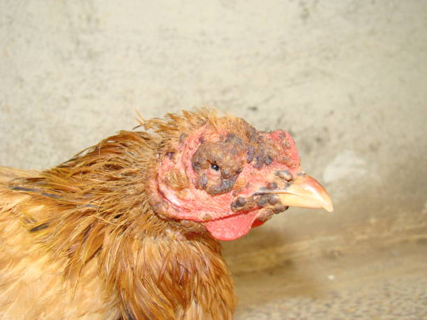 Gà có vùng mắt và mặt bị tổn thương kèm biểu hiện sức khỏe bất thường