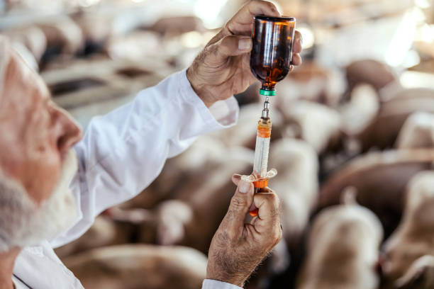 Bác sĩ thú y chuẩn bị vaccine trong ống tiêm tại trang trại lợn
