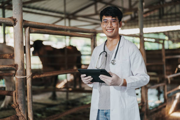 Veterinarian checking livestock health at a pig farm