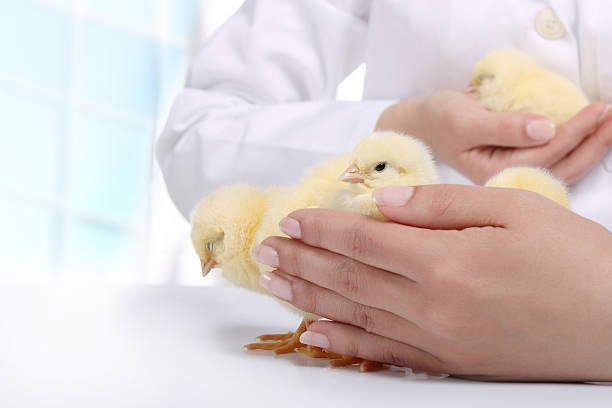 Poultry worker gently examining several young chicks for signs of weakness