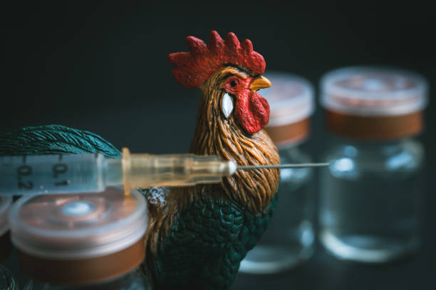 A rooster standing near a syringe and poultry vaccine vials