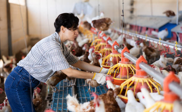 Nhân viên kiểm tra máng ăn và thiết bị trong chuồng gà