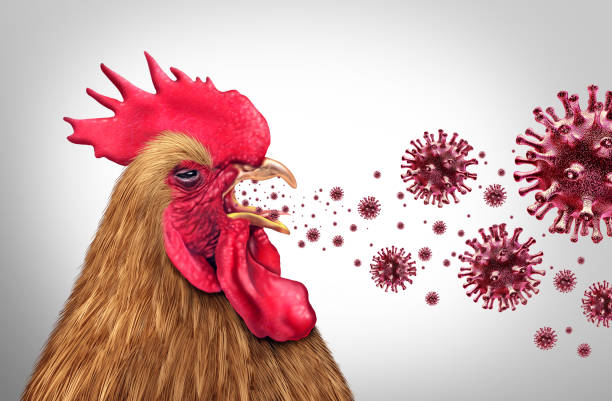 Hình minh họa gà ho và các tác nhân virus gây bệnh hô hấp