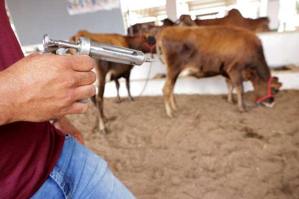 Người chăn nuôi chuẩn bị dụng cụ tiêm vaccine trước đàn bò thịt trong chuồng